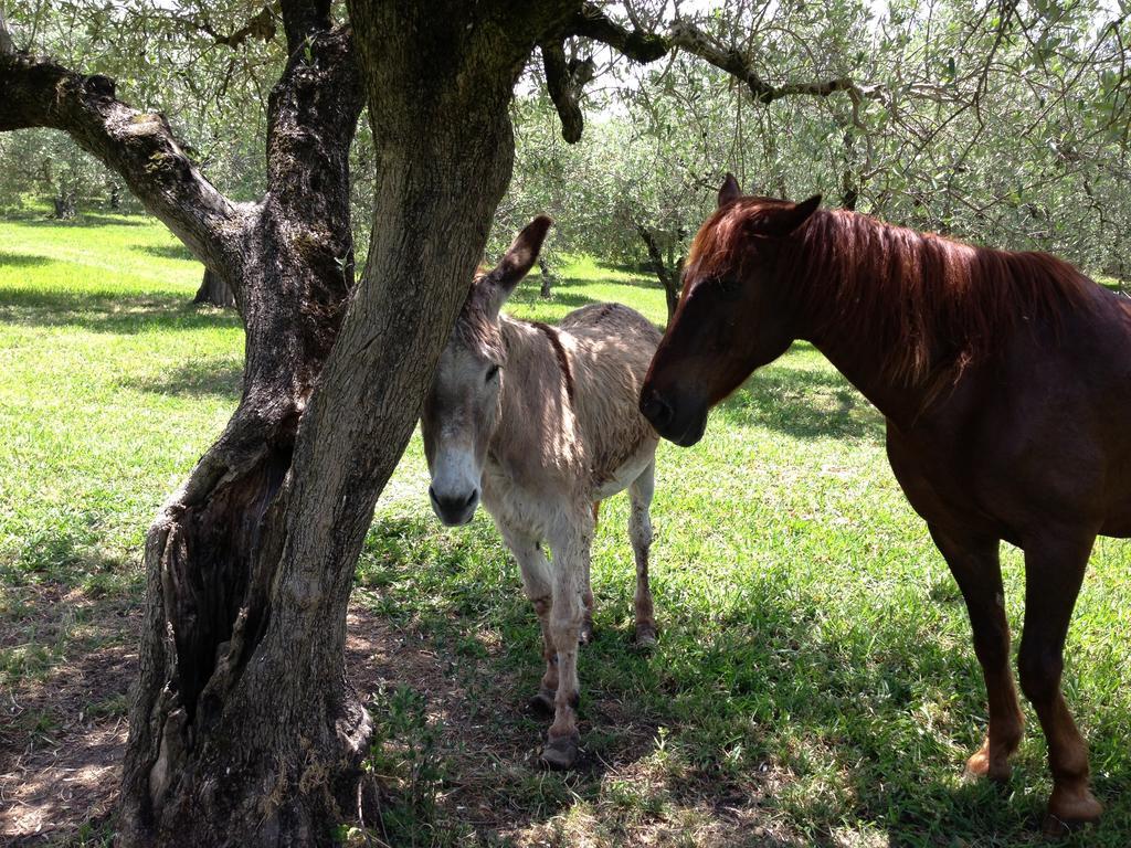Caputaquis Bed & Breakfast Capaccio Bagian luar foto